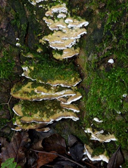 The mossy upper surface with a white margin and underside on sycamore in Bedfordshire, UK